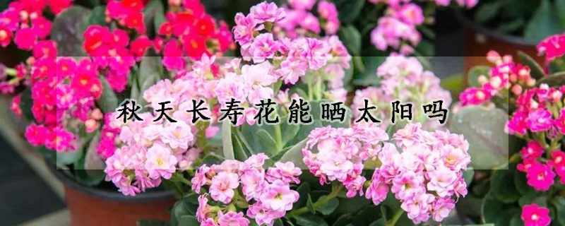 秋天長(zhǎng)壽花能曬太陽(yáng)嗎