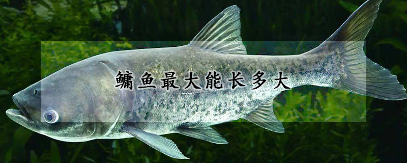 鳙魚最大能長(zhǎng)多大