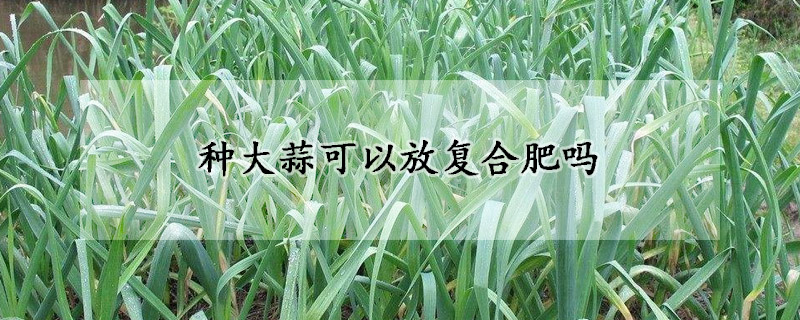 種大蒜可以放復合肥嗎