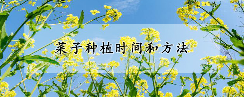 菜子種植時間和方法