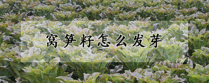 窩筍籽怎么發芽