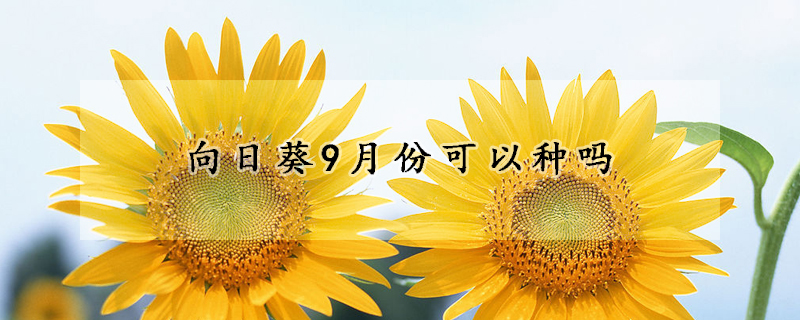 向日葵9月份可以種嗎