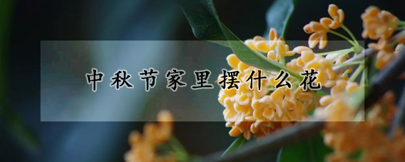 中秋節(jié)家里擺什么花