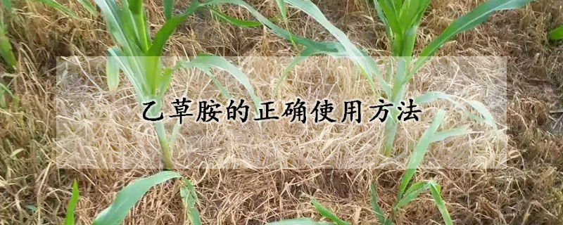 乙草胺的正確使用方法