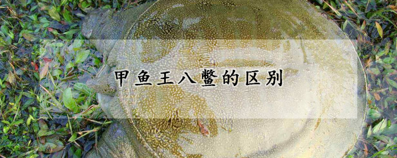 甲魚王八鱉的區(qū)別