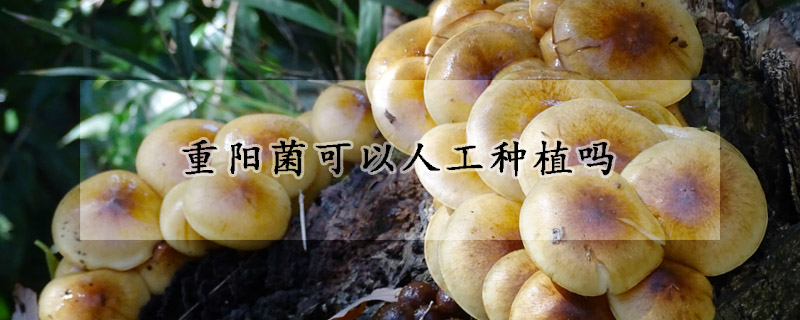 重陽(yáng)菌可以人工種植嗎