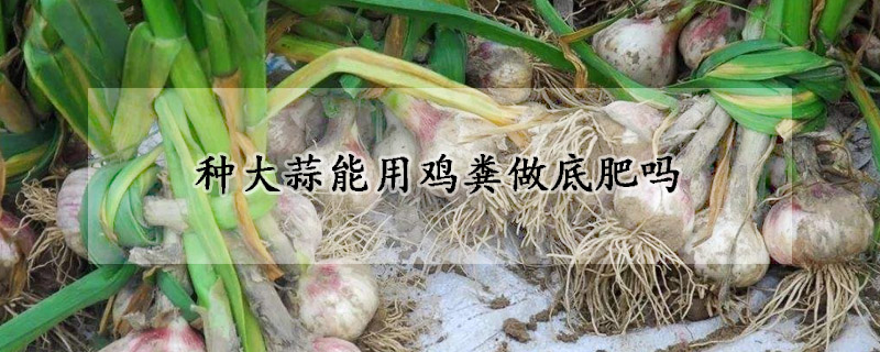 種大蒜能用雞糞做底肥嗎