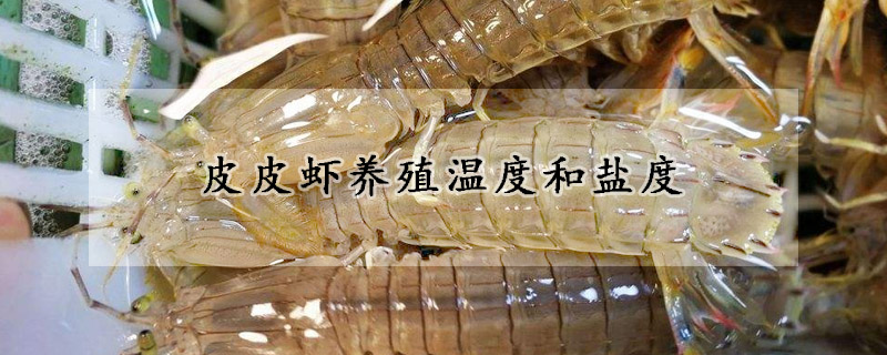 皮皮蝦養(yǎng)殖溫度和鹽度