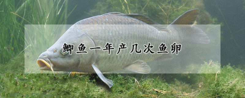 鯽魚一年產幾次魚卵