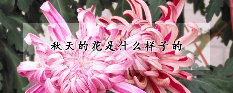 秋天的花是什么樣子的