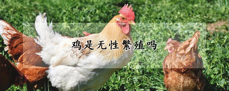 雞是無(wú)性繁殖嗎