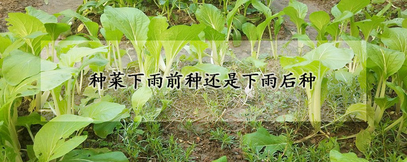 種菜下雨前種還是下雨后種