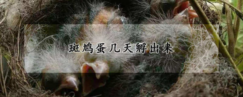 斑鳩蛋幾天孵出來