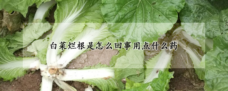 白菜爛根是怎么回事用點(diǎn)什么藥