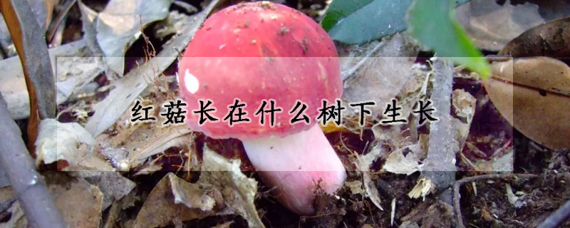 紅菇長(zhǎng)在什么樹下生長(zhǎng)