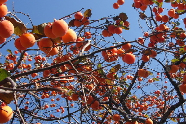 柿子籽怎么種才能發芽