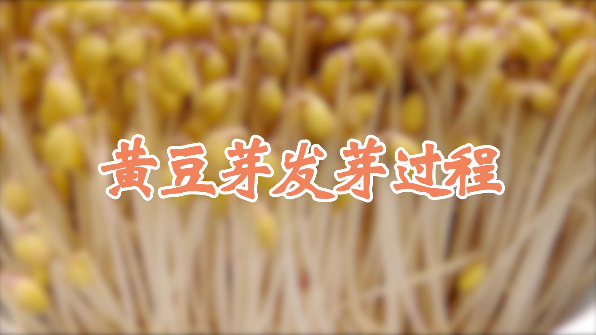 黃豆芽發(fā)芽過程