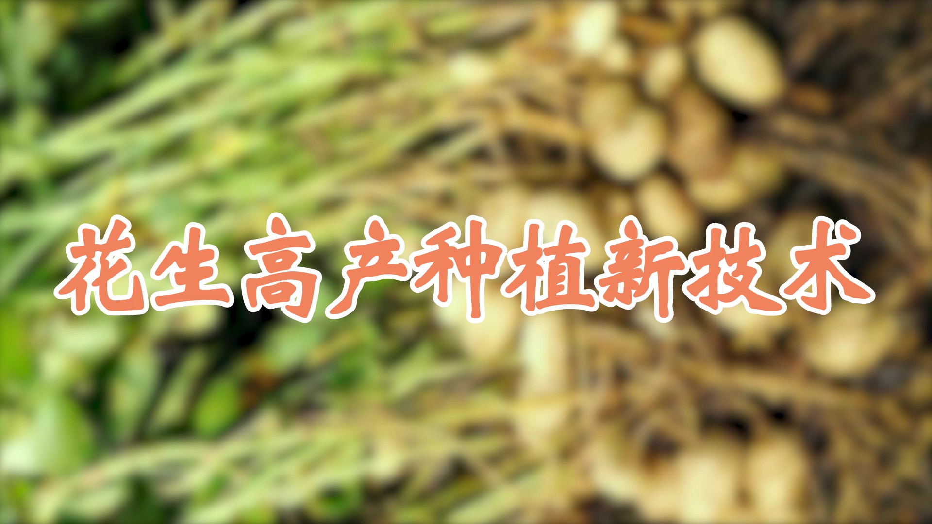 花生高產(chǎn)種植新技術(shù)