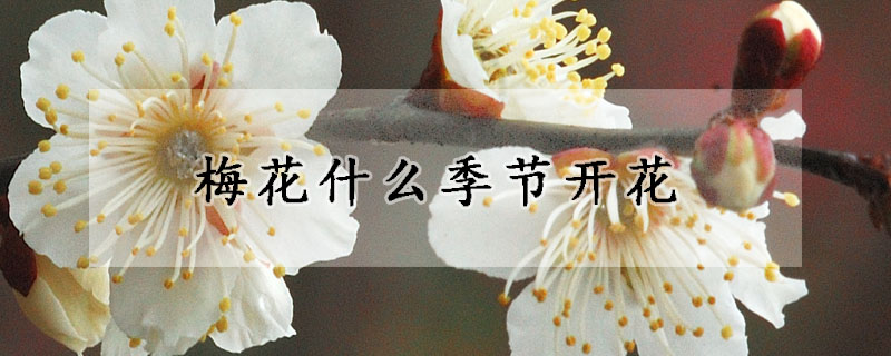 梅花在什么季節(jié)開花