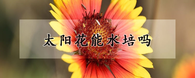 太陽花能水培嗎