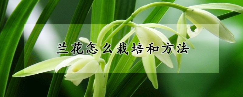 蘭花怎么栽培和方法