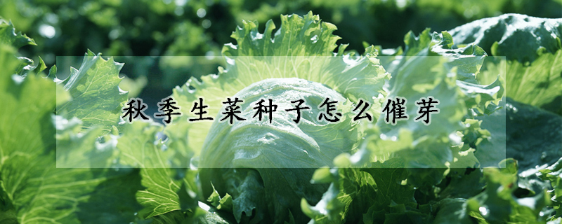 秋季生菜種子怎么催芽