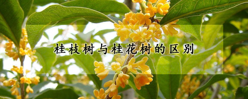 桂枝樹與桂花樹的區(qū)別