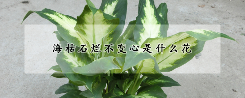 ?？菔癄€不變心是什么花