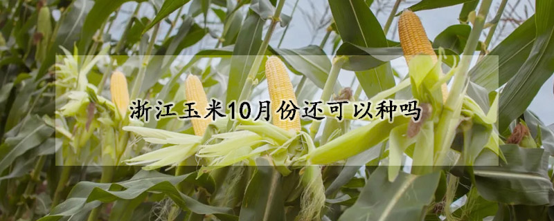 浙江玉米10月份還可以種嗎