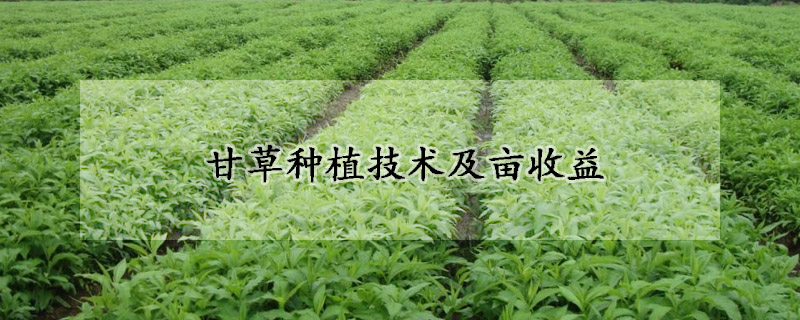 甘草種植技術(shù)及畝收益