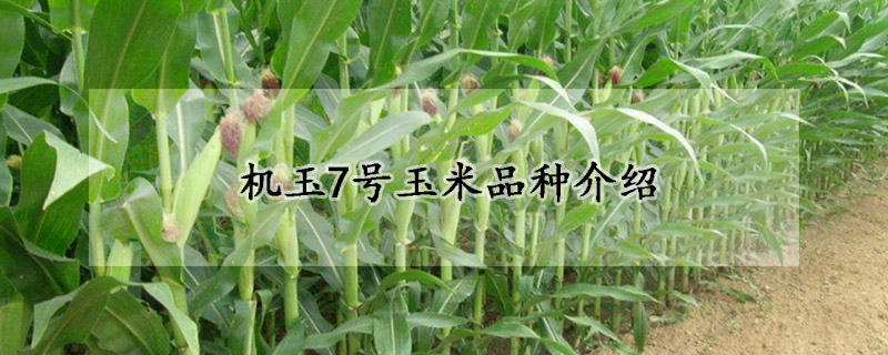 機(jī)玉7號(hào)玉米品種介紹