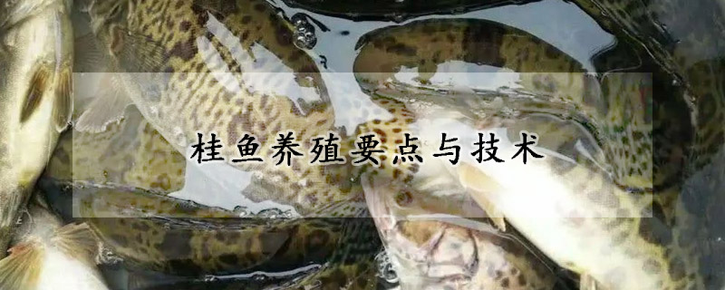 桂魚養殖要點與技術