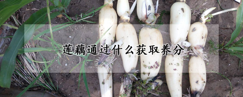 蓮藕通過什么獲取養(yǎng)分