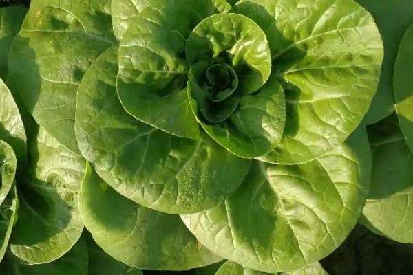 青梗菜種植時間和方法