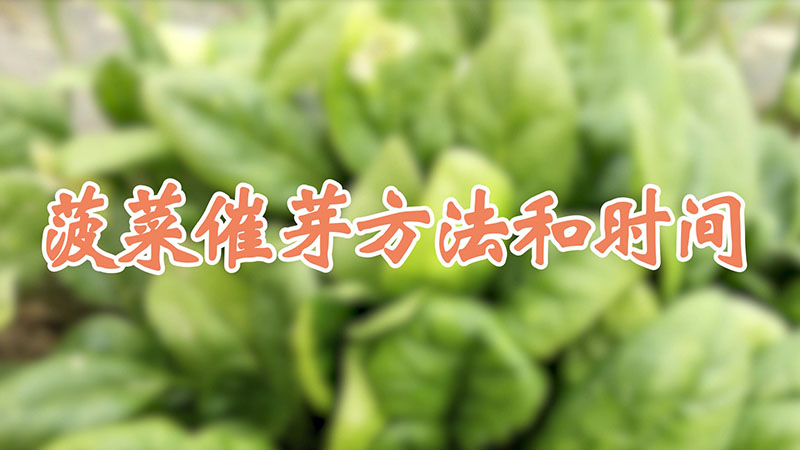 菠菜催芽方法和時(shí)間