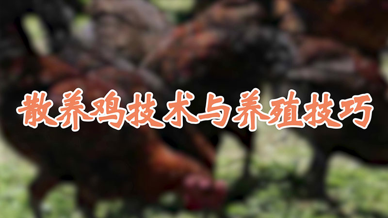 散養(yǎng)雞技術(shù)與養(yǎng)殖技巧