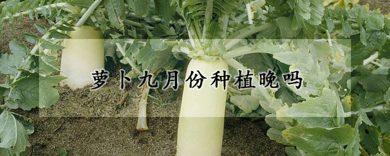 蘿卜九月份種植晚嗎