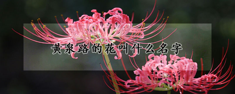 黃泉路的花叫什么名字