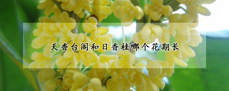 天香臺(tái)閣和日香桂哪個(gè)花期長