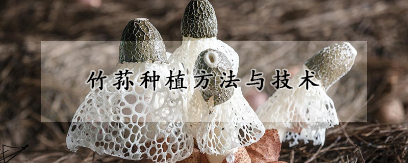 竹蓀種植方法與技術(shù)