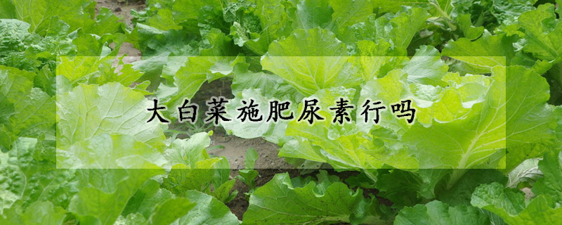 大白菜施肥尿素行嗎