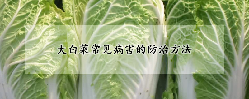 大白菜常見(jiàn)病害的防治方法