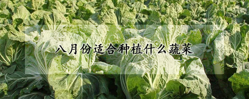 八月份適合種植什么蔬菜