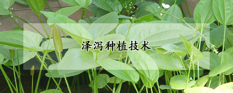 澤瀉種植技術