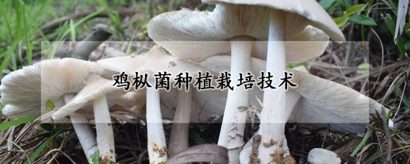 雞樅菌種植栽培技術(shù)