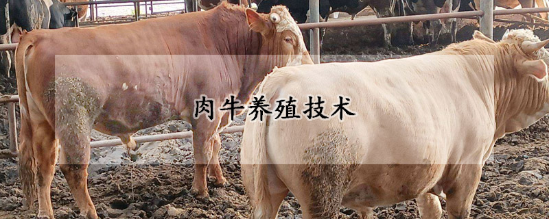 肉牛養殖技術