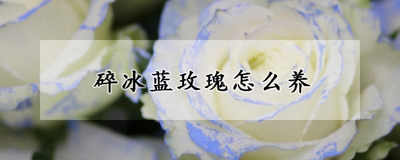 碎冰藍玫瑰怎么養(yǎng)