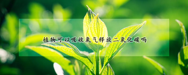 植物可以吸收氧氣釋放二氧化碳嗎