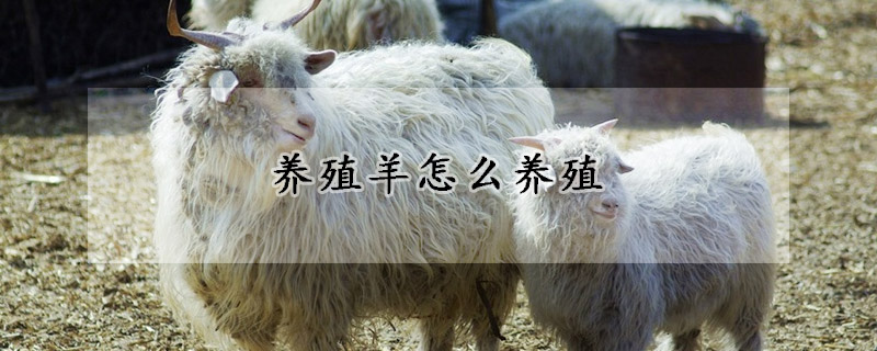 養(yǎng)殖羊怎么養(yǎng)殖