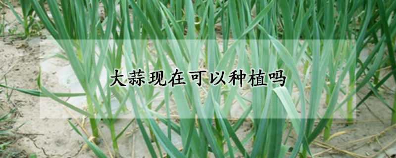 大蒜現(xiàn)在可以種植嗎